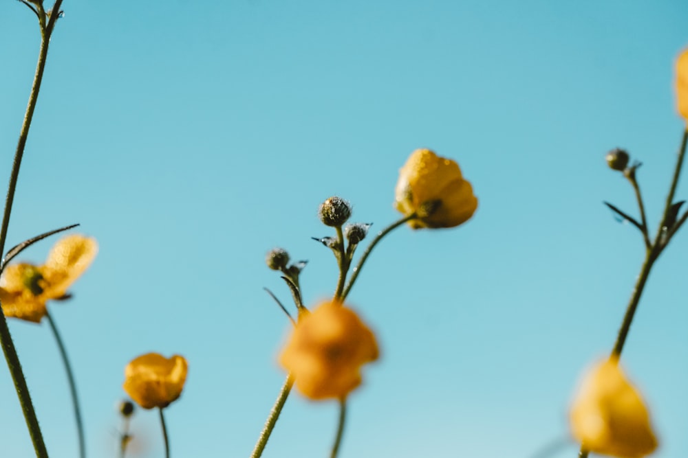 yellow flowers against a blue sky background