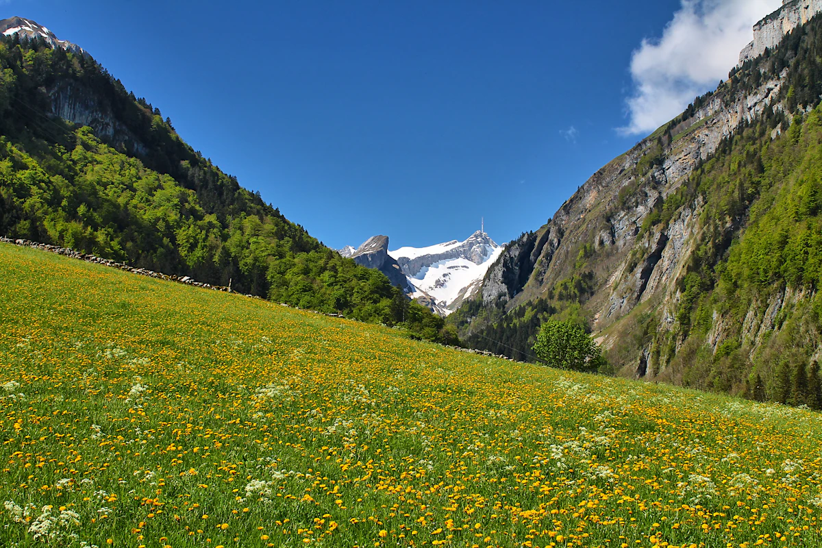 Prado verde en un valle de montaña