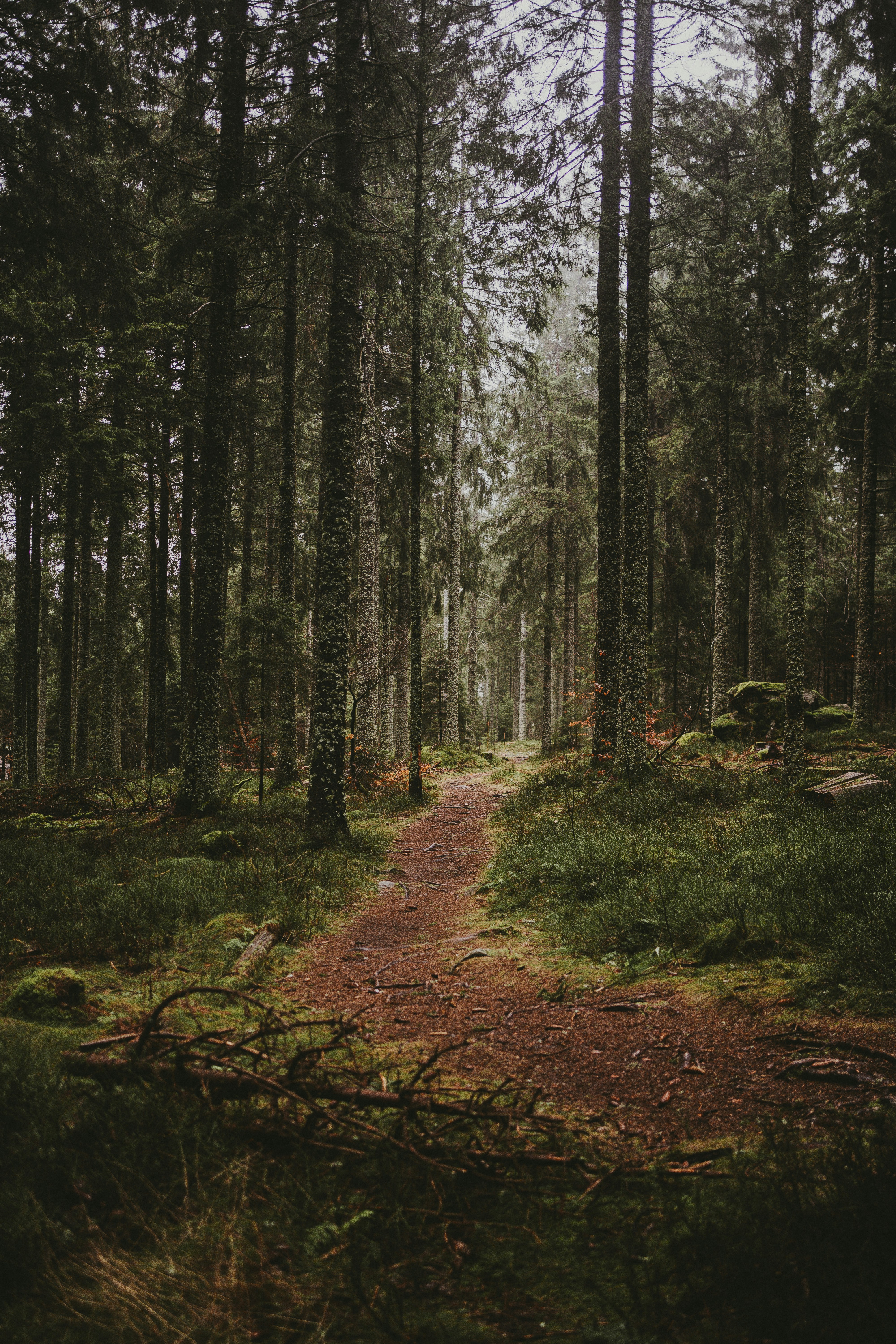 ein Weg mitten in einem Wald, umgeben von hohen Bäumen