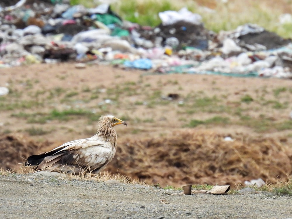 a bird sitting on the ground in front of a pile of garbage