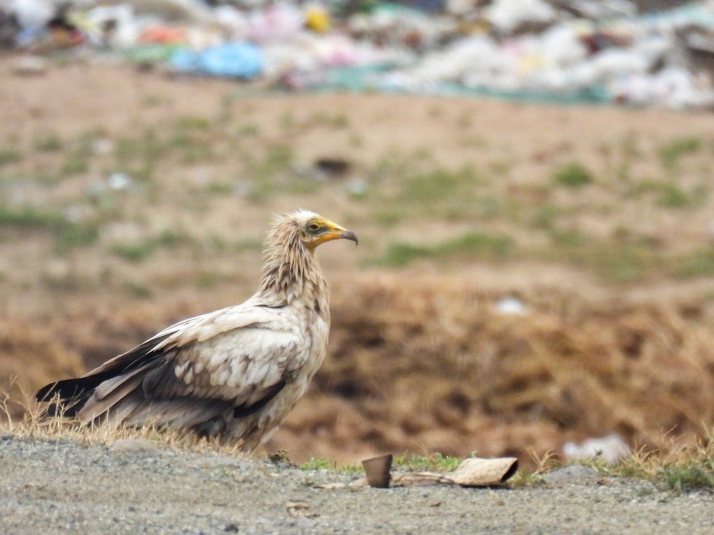 a large bird standing on top of a dirt field