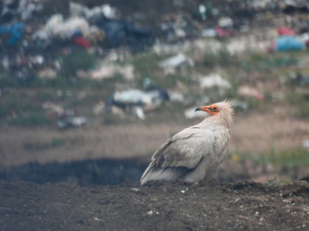 a bird sitting on top of a pile of dirt