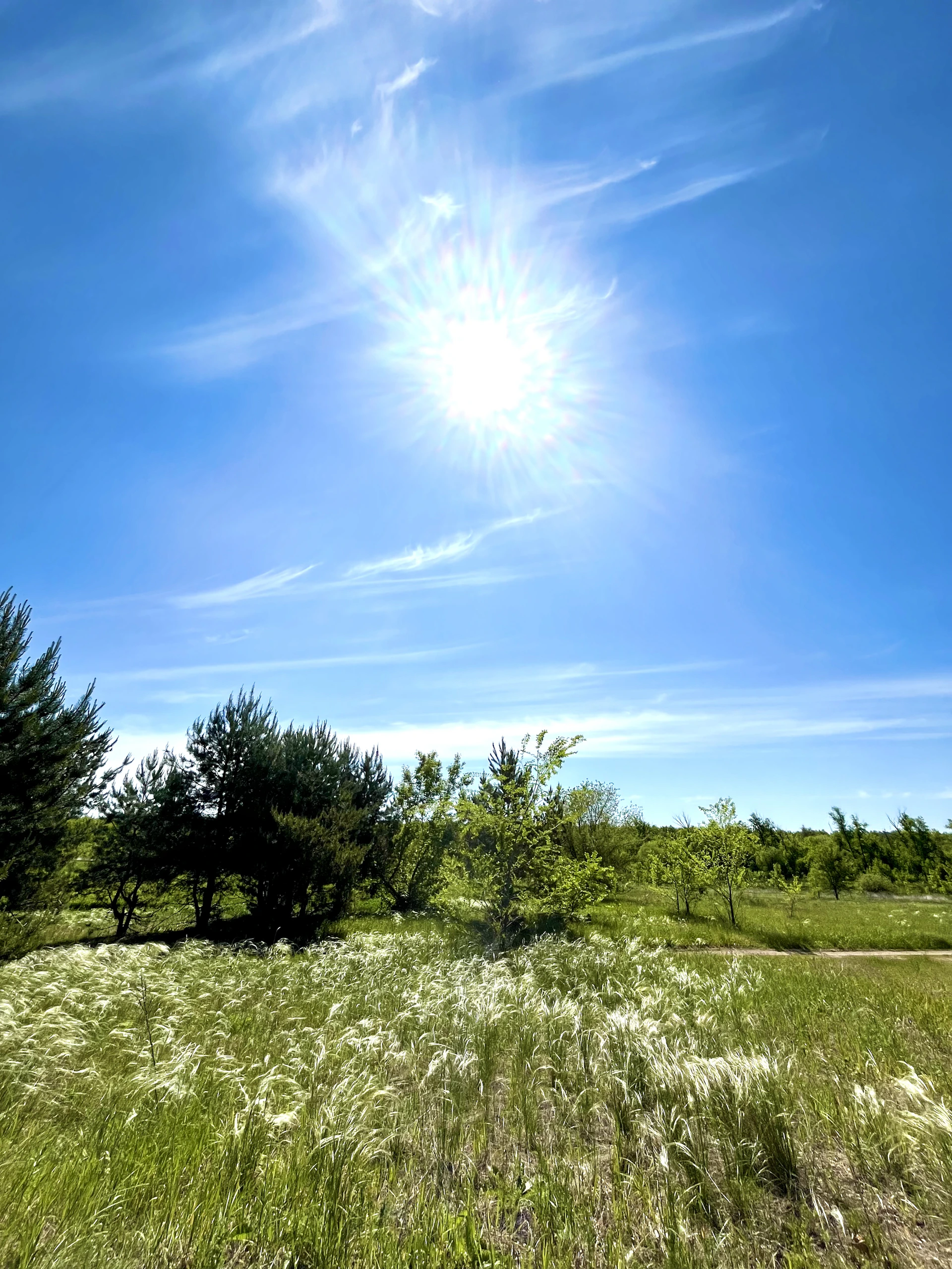 the sun shines brightly over a grassy field