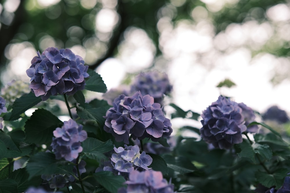 un bouquet de fleurs violettes poussant dans un jardin