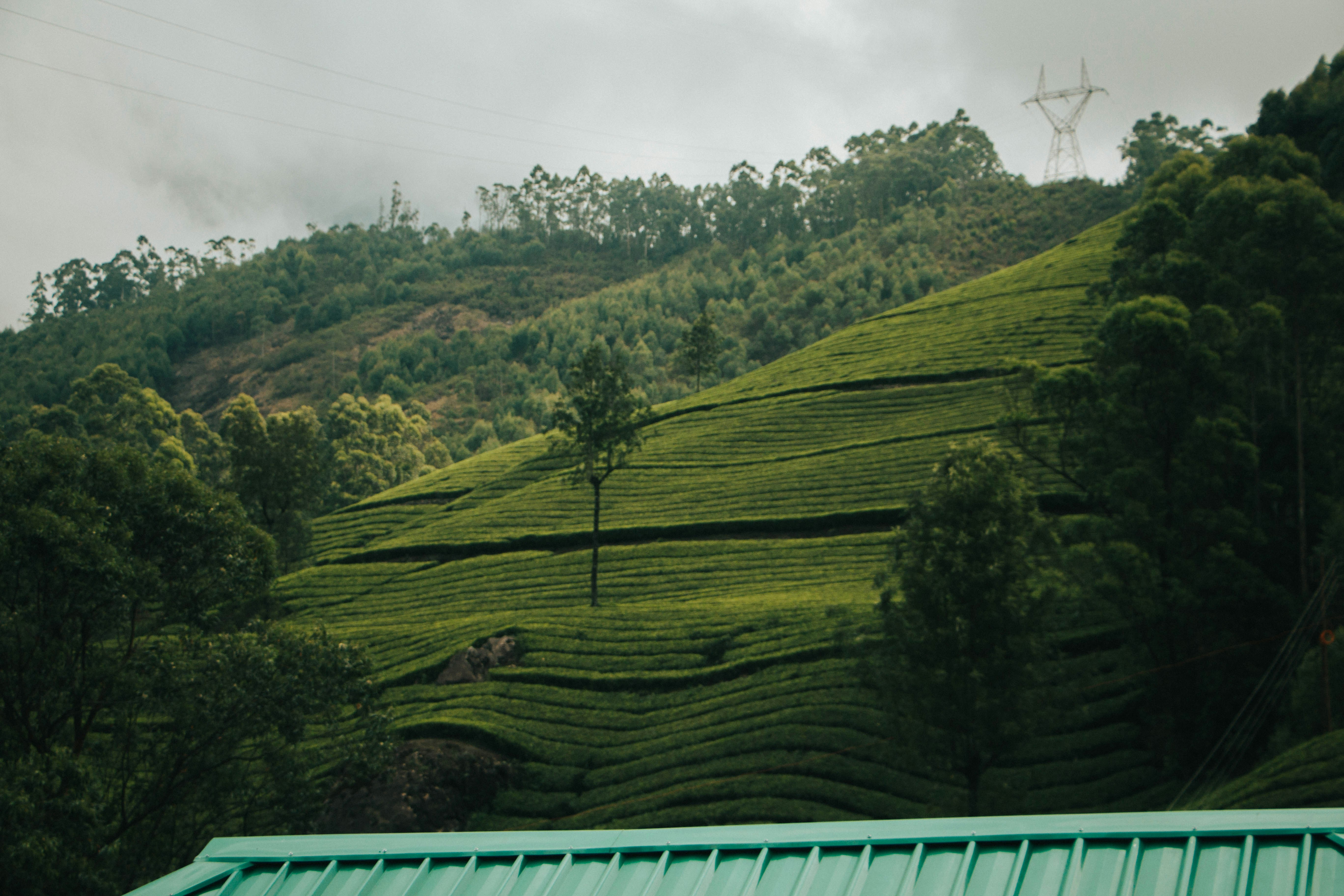 木々が生い茂る緑の丘の眺め