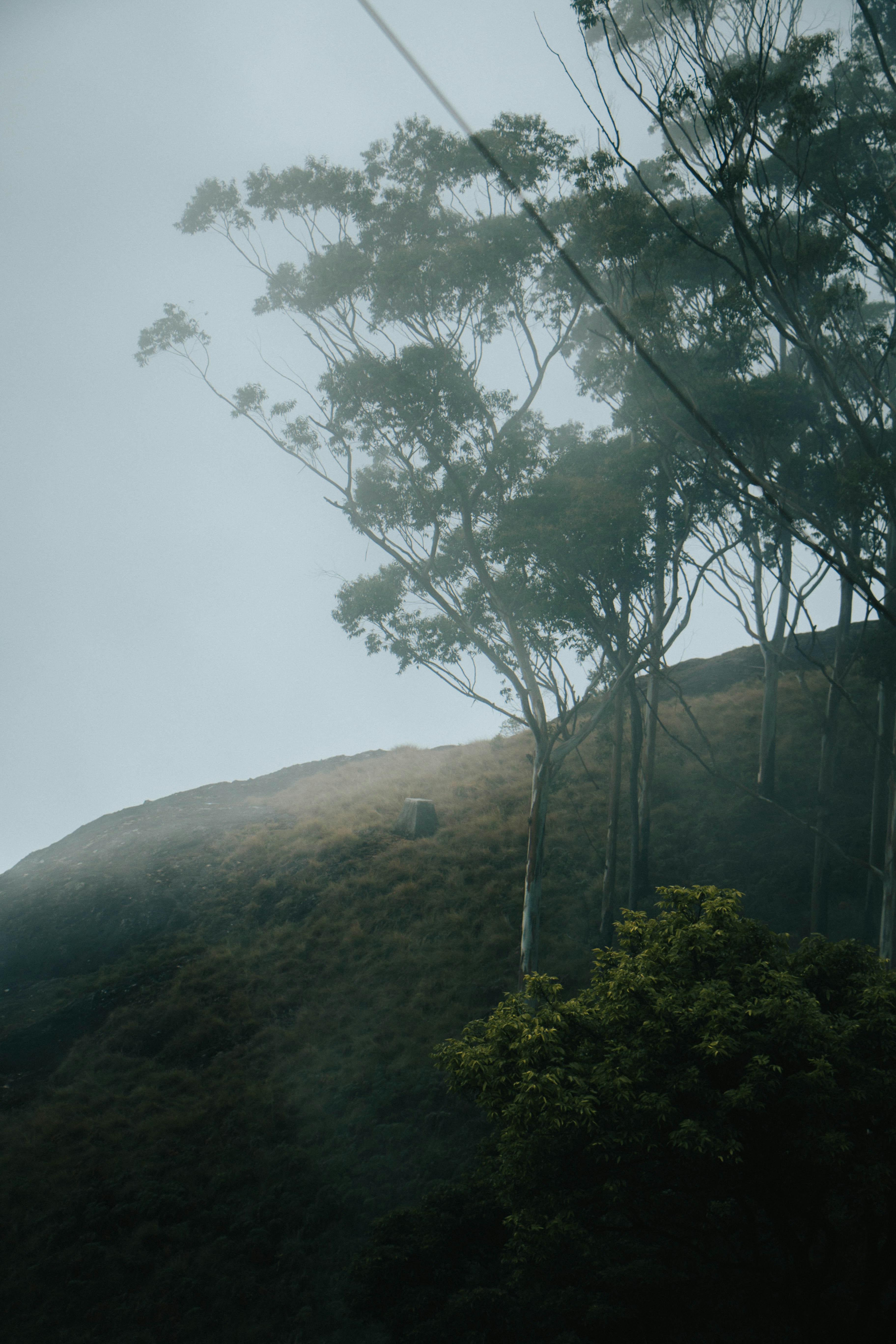 丘の上にある数本の木