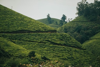 a lush green hillside covered in lots of trees