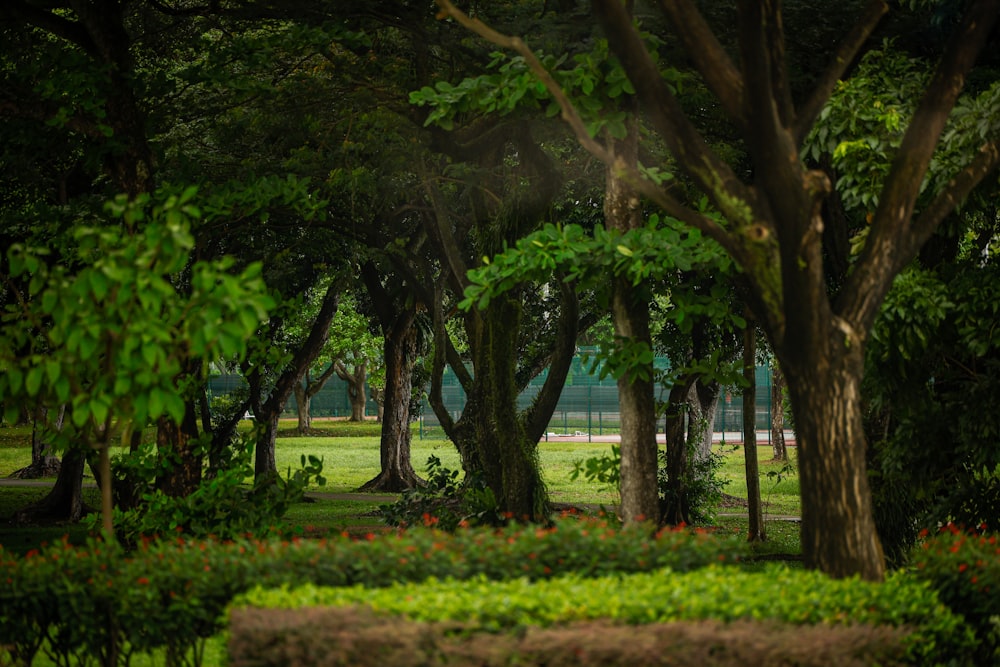 a lush green park filled with lots of trees