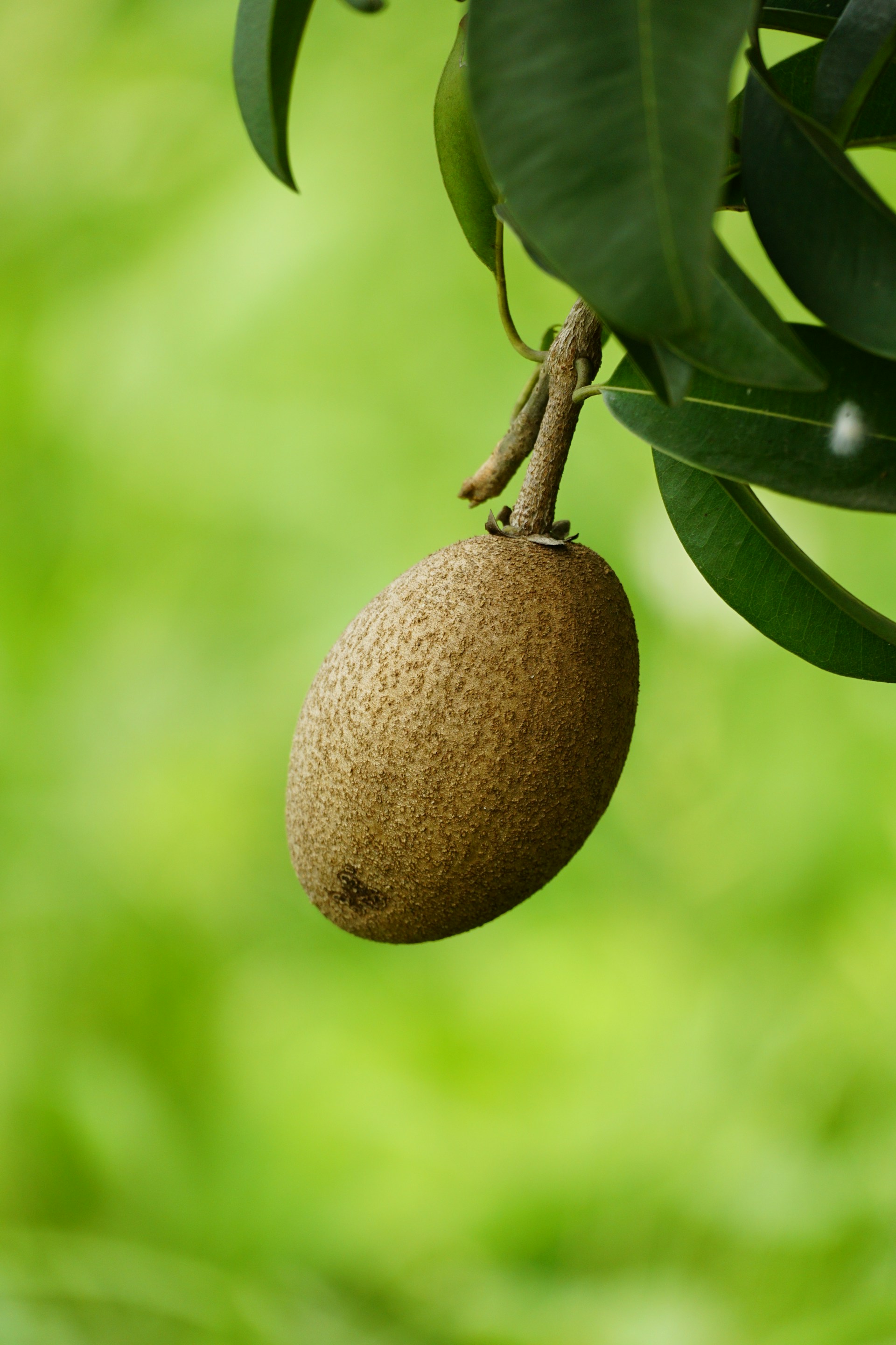 a close up of a fruit hanging from a tree