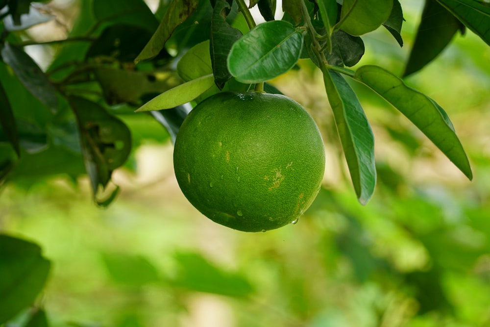 a green fruit hanging from a tree with leaves