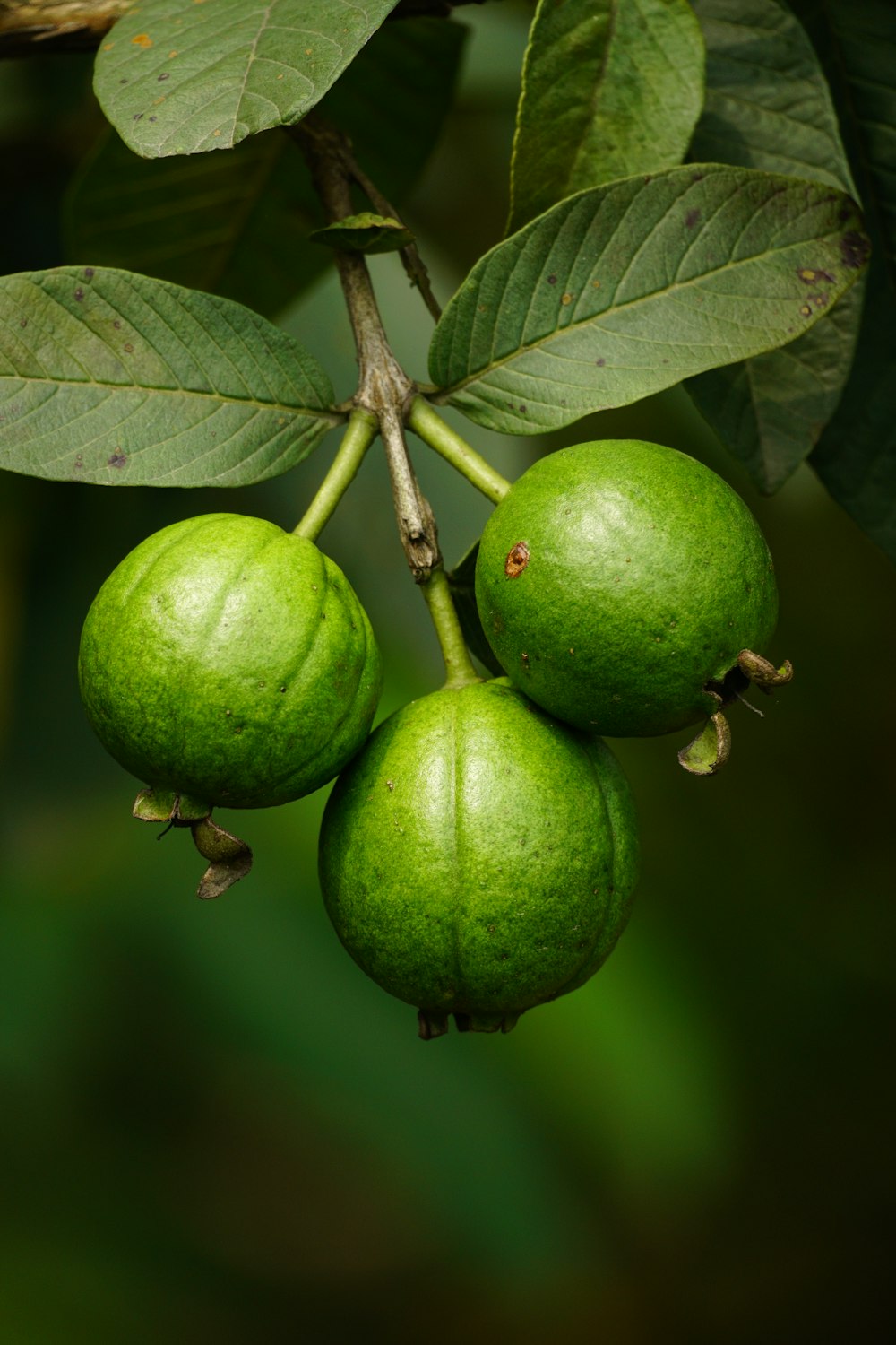a group of green fruit hanging from a tree