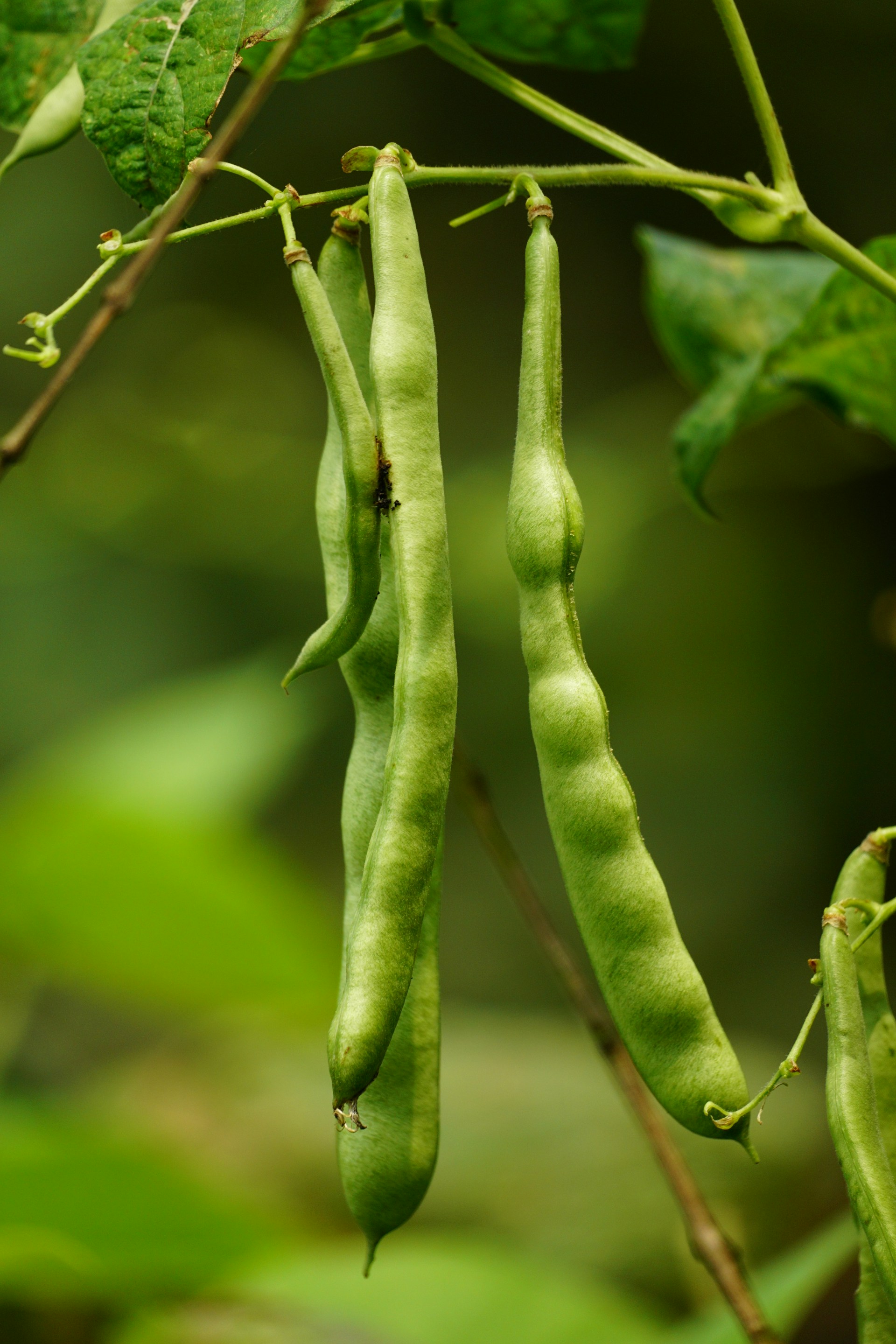 a couple of peas hanging from a tree