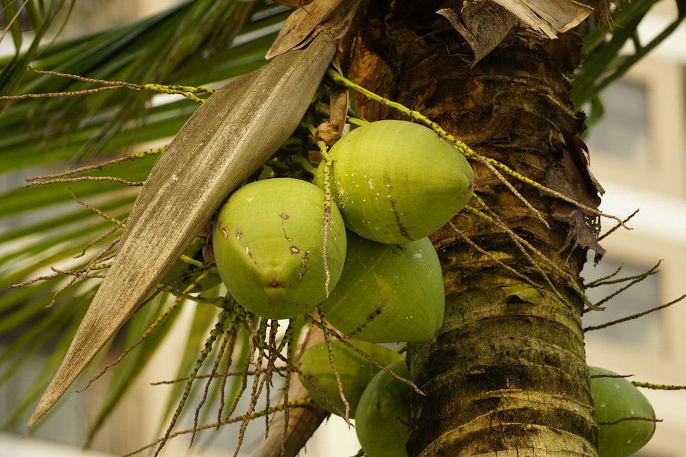 a close up of a palm tree with green fruit