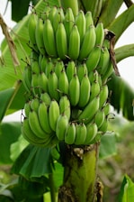 a bunch of green bananas hanging from a tree