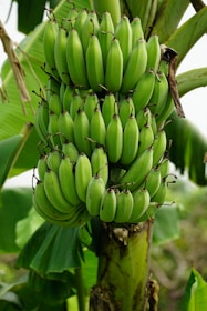 a bunch of green bananas hanging from a tree