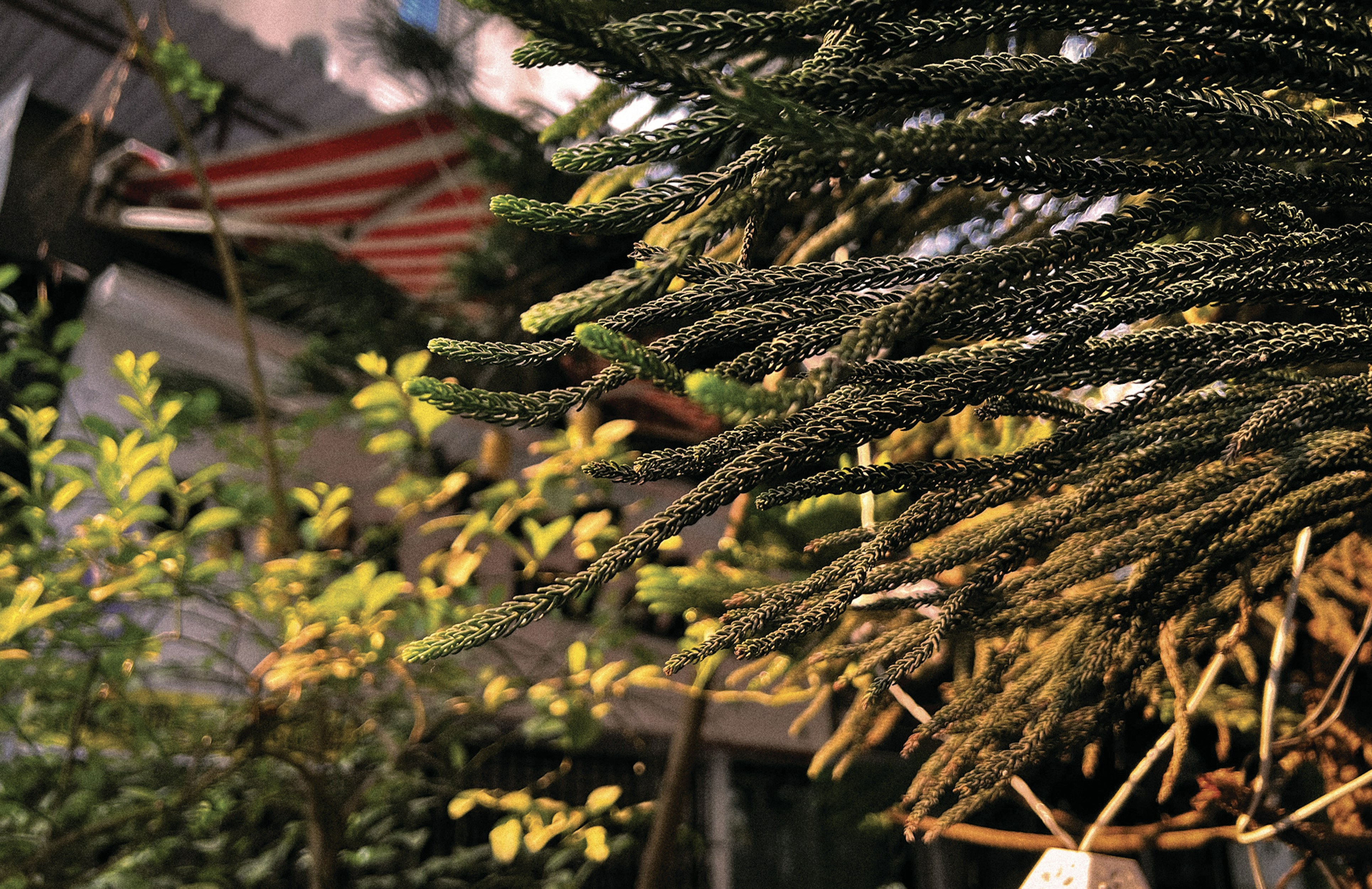 morning light wallpaper, wallpaper, Doa Sholat Dhuha: Bacaan, Niat, dan Keutamaannya 4