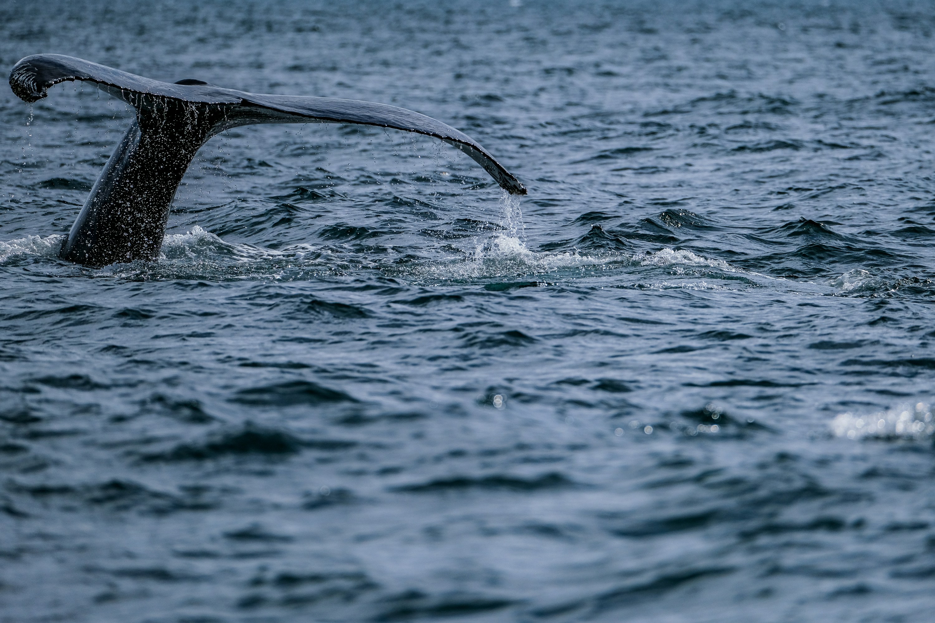 Photo by cestmoisheedy