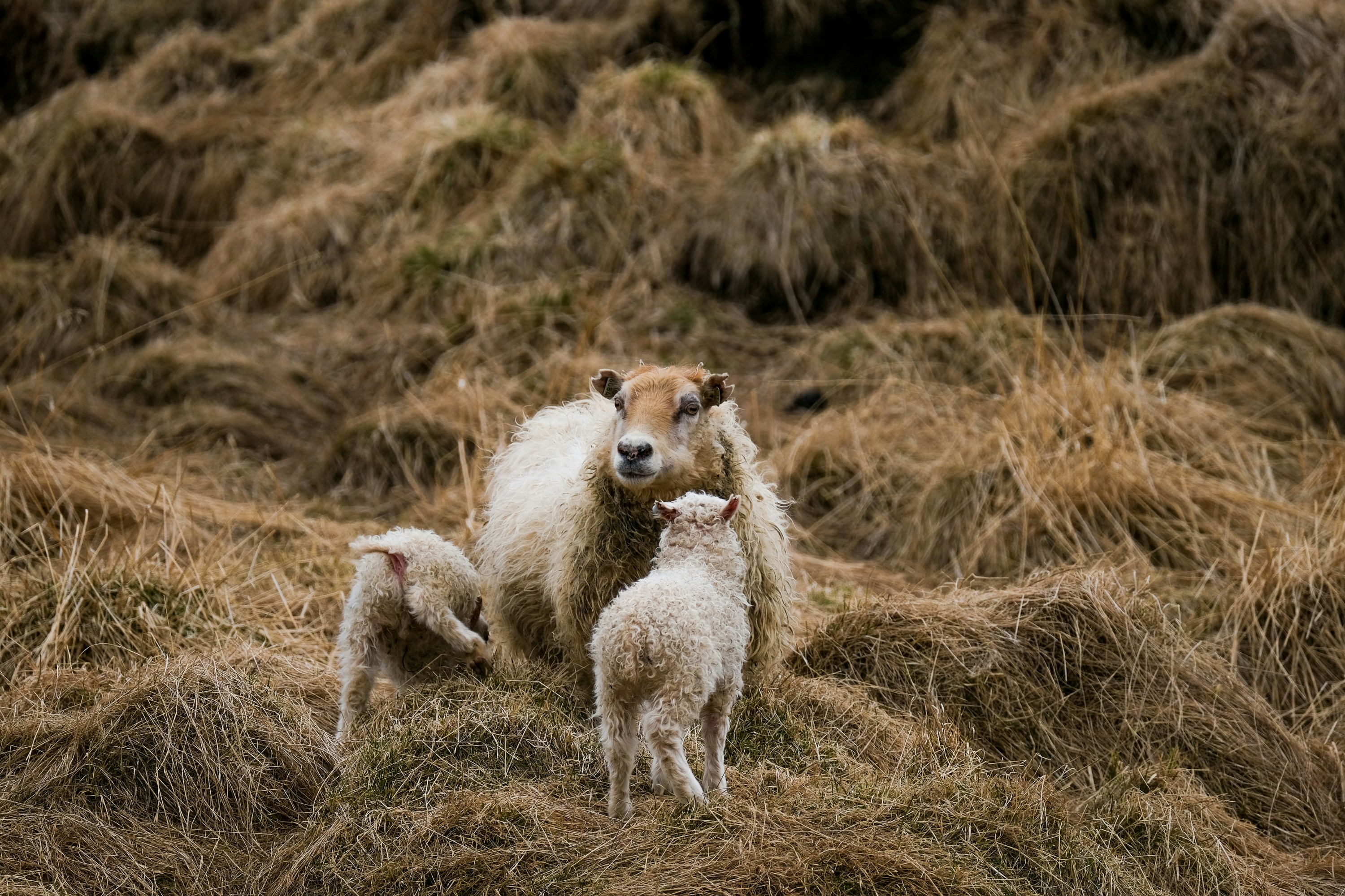 Photo by cestmoisheedy