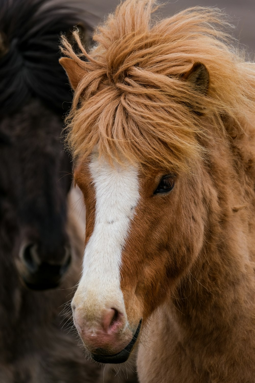a couple of horses standing next to each other