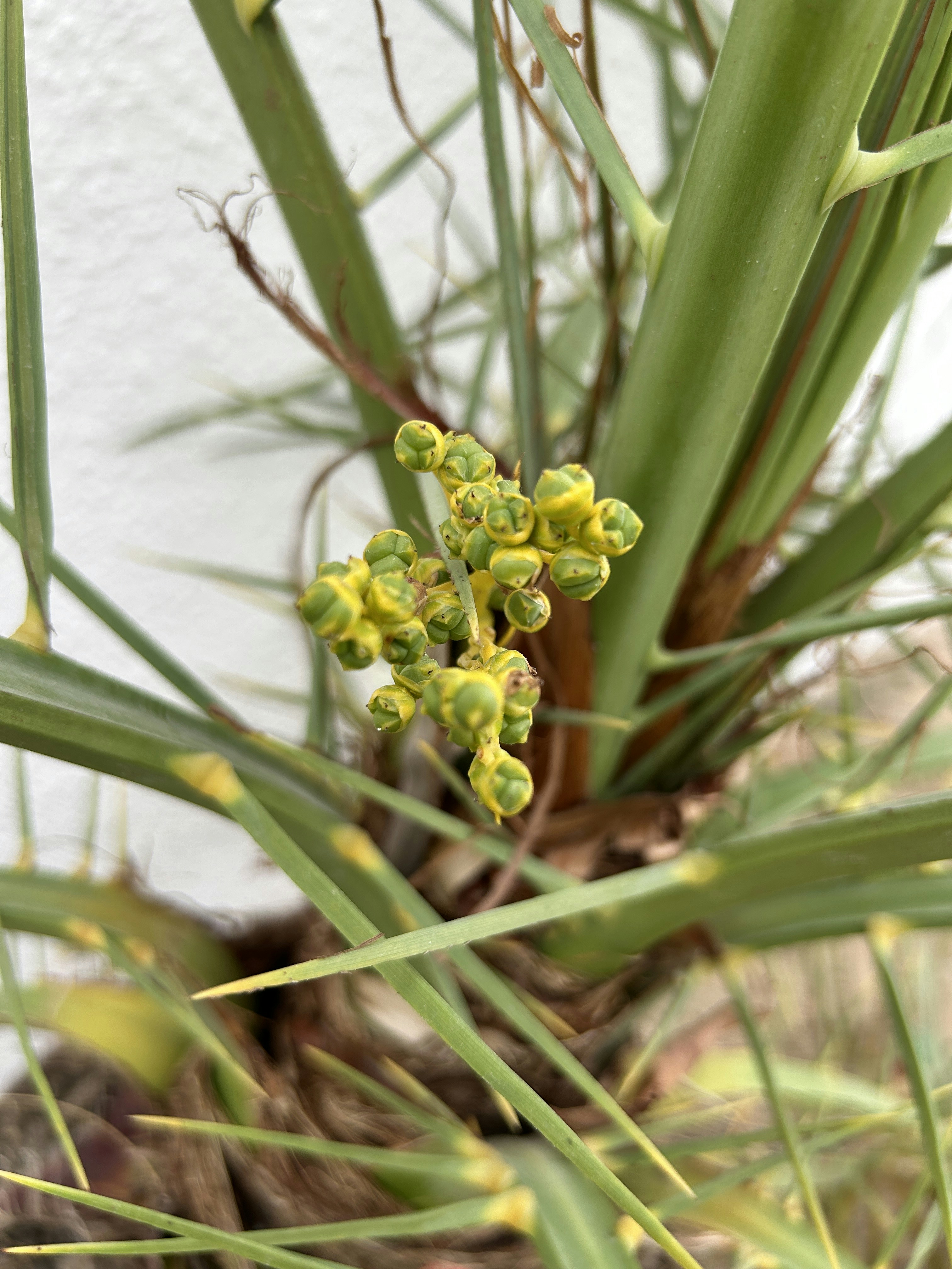 Date Palm Tree Pictures | Download Free Images on Unsplash