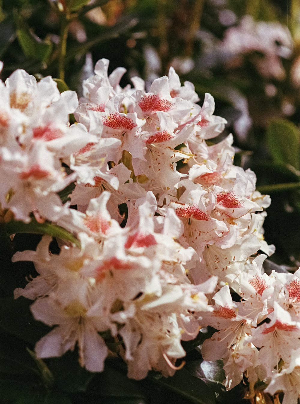 a cluster of white and pink flowers on a tree
