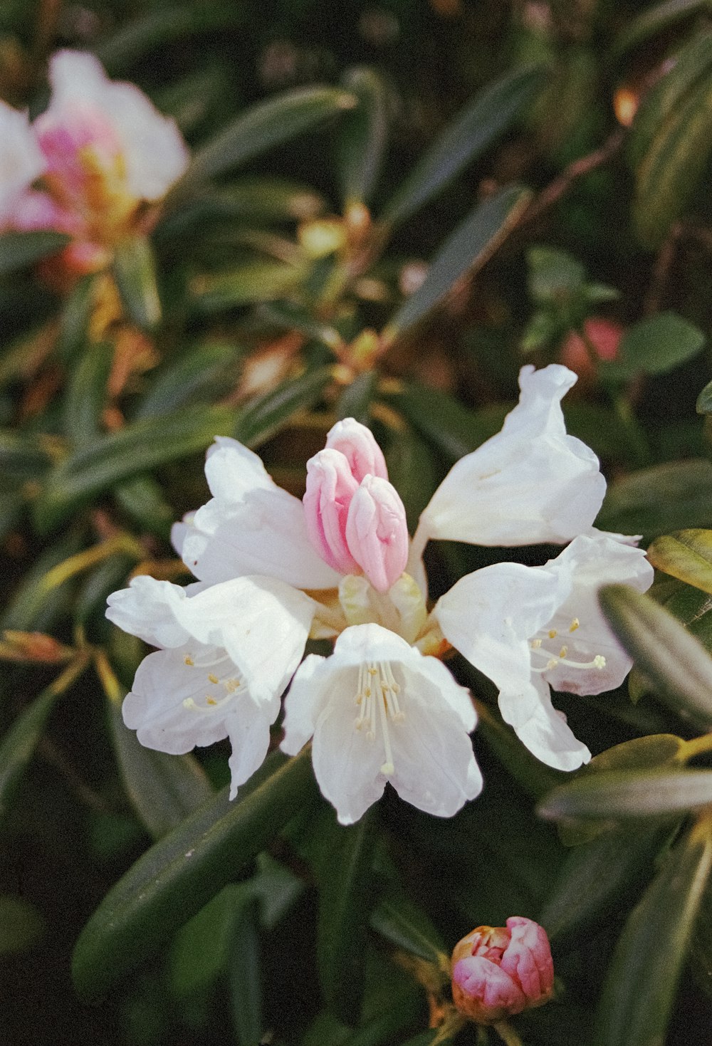 a close up of a white flower with pink stamen