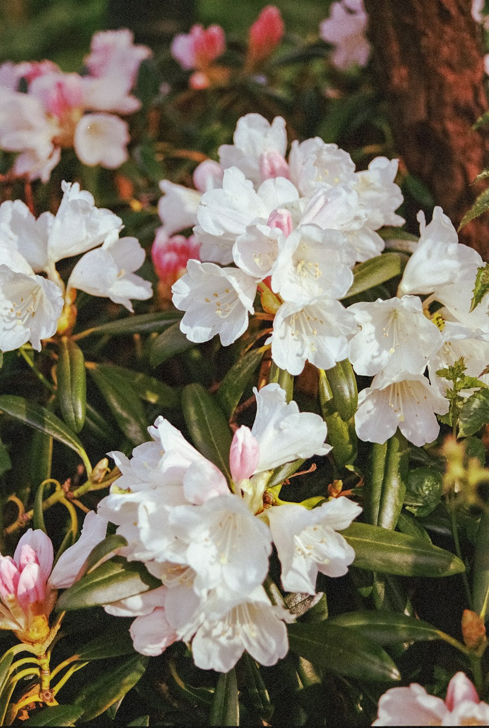 a bunch of white and pink flowers next to a tree