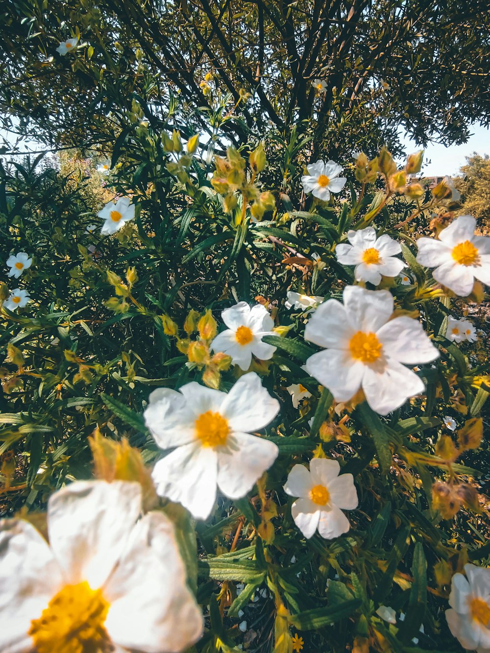 um ramo de flores brancas e amarelas em um campo