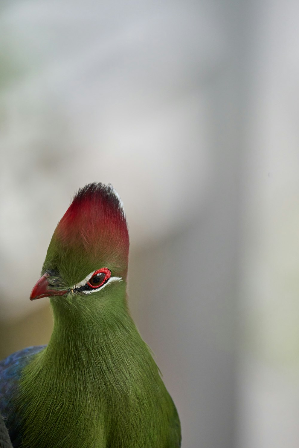 a close up of a green bird with a red head
