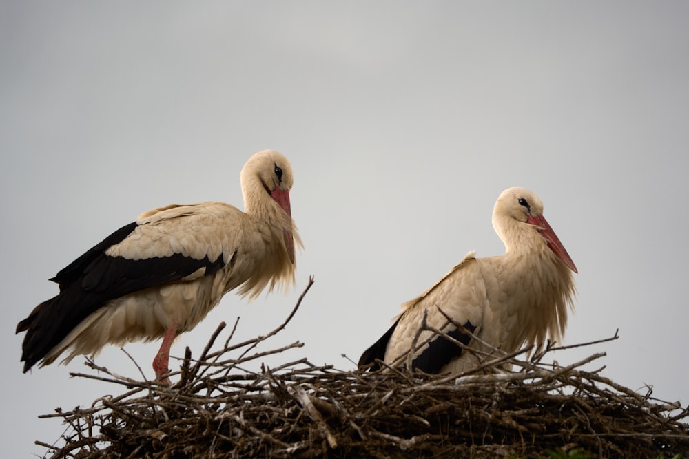 two storks are sitting on top of a nest