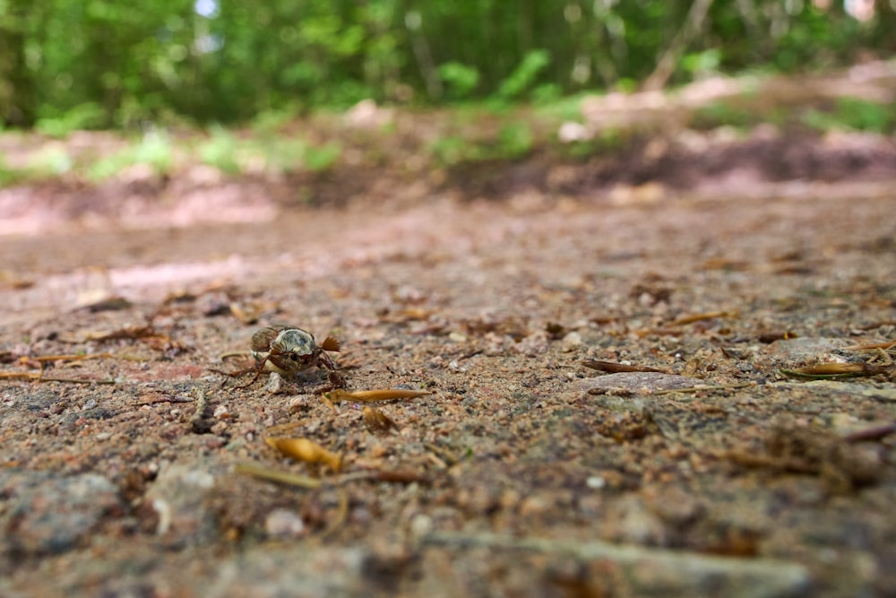 a small spider crawling on the ground in a forest