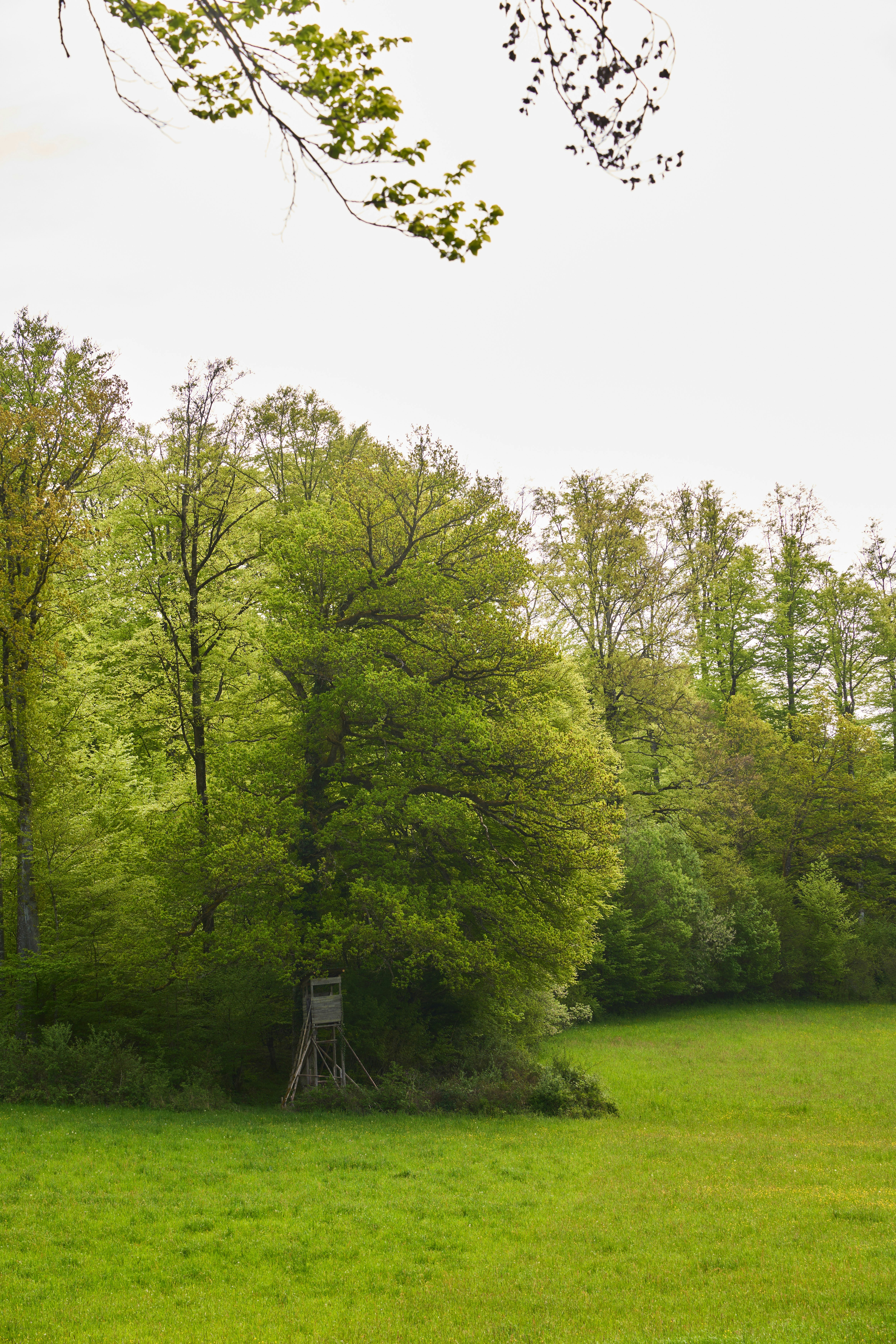 Photo by wolfgang_hasselmann