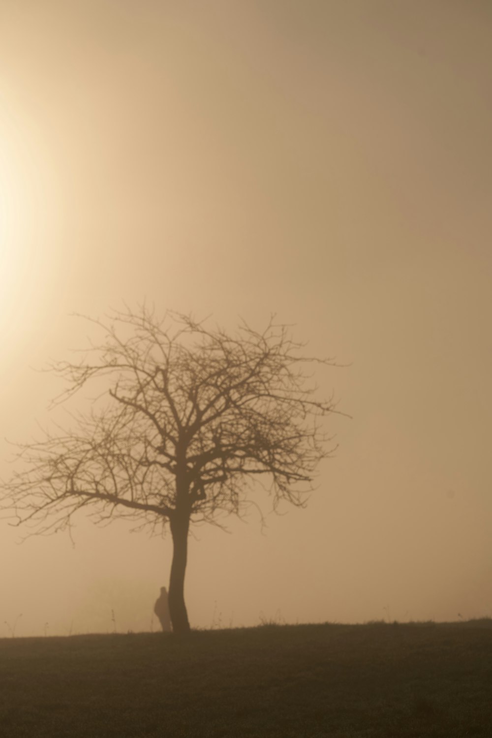 a lone tree in a foggy field with the sun in the background