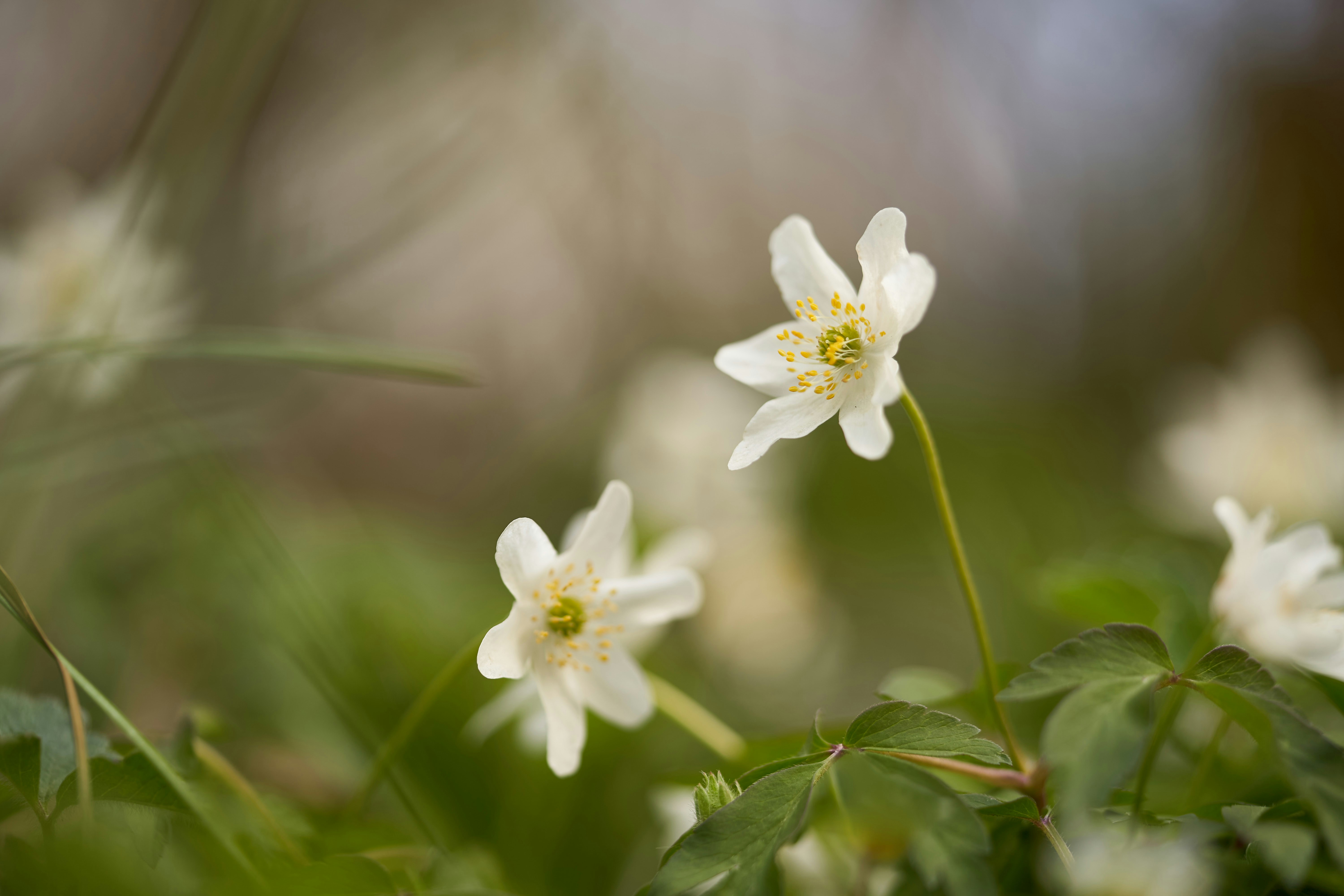 Photo by wolfgang_hasselmann