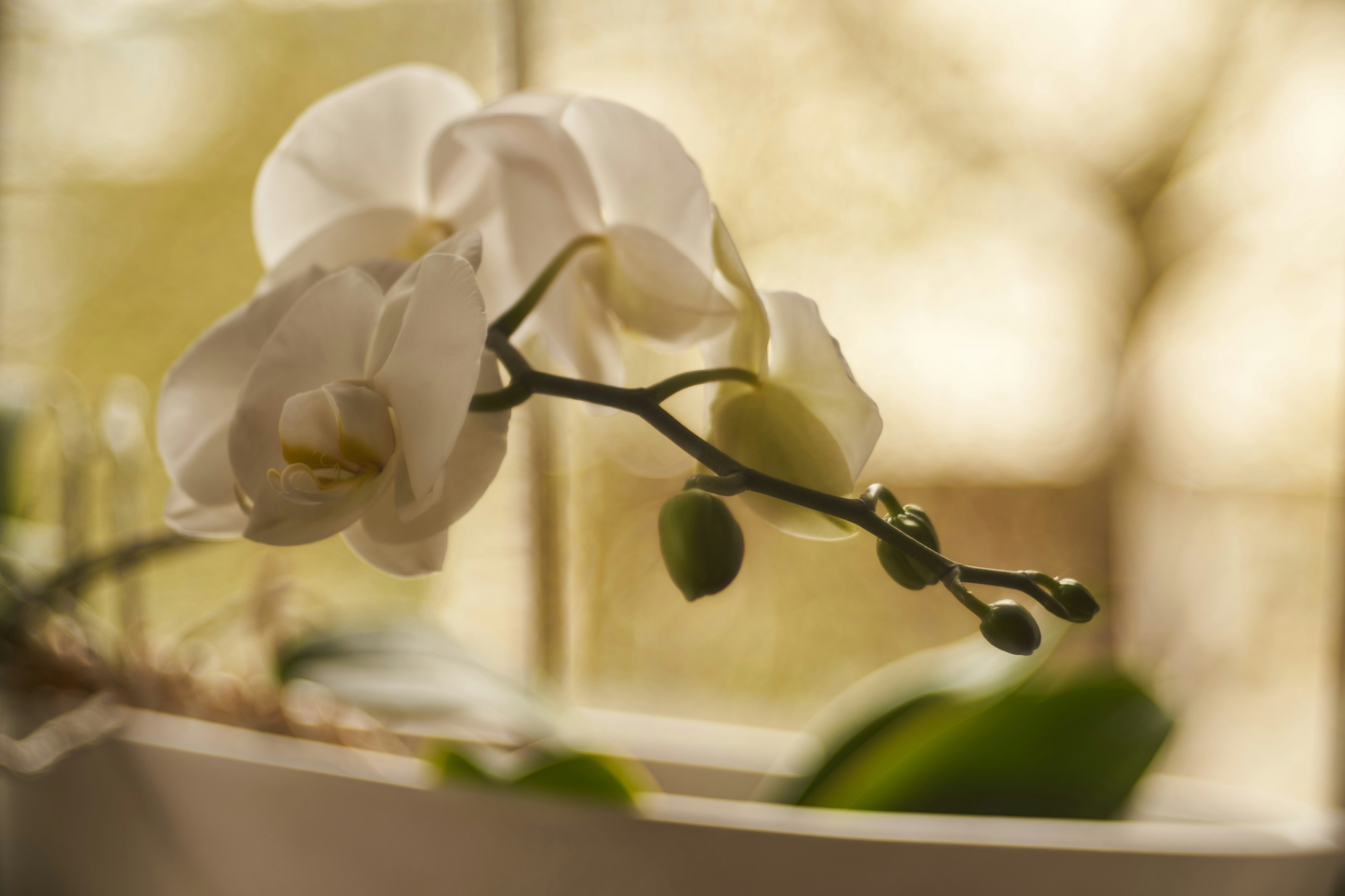 Photo by wolfgang_hasselmann