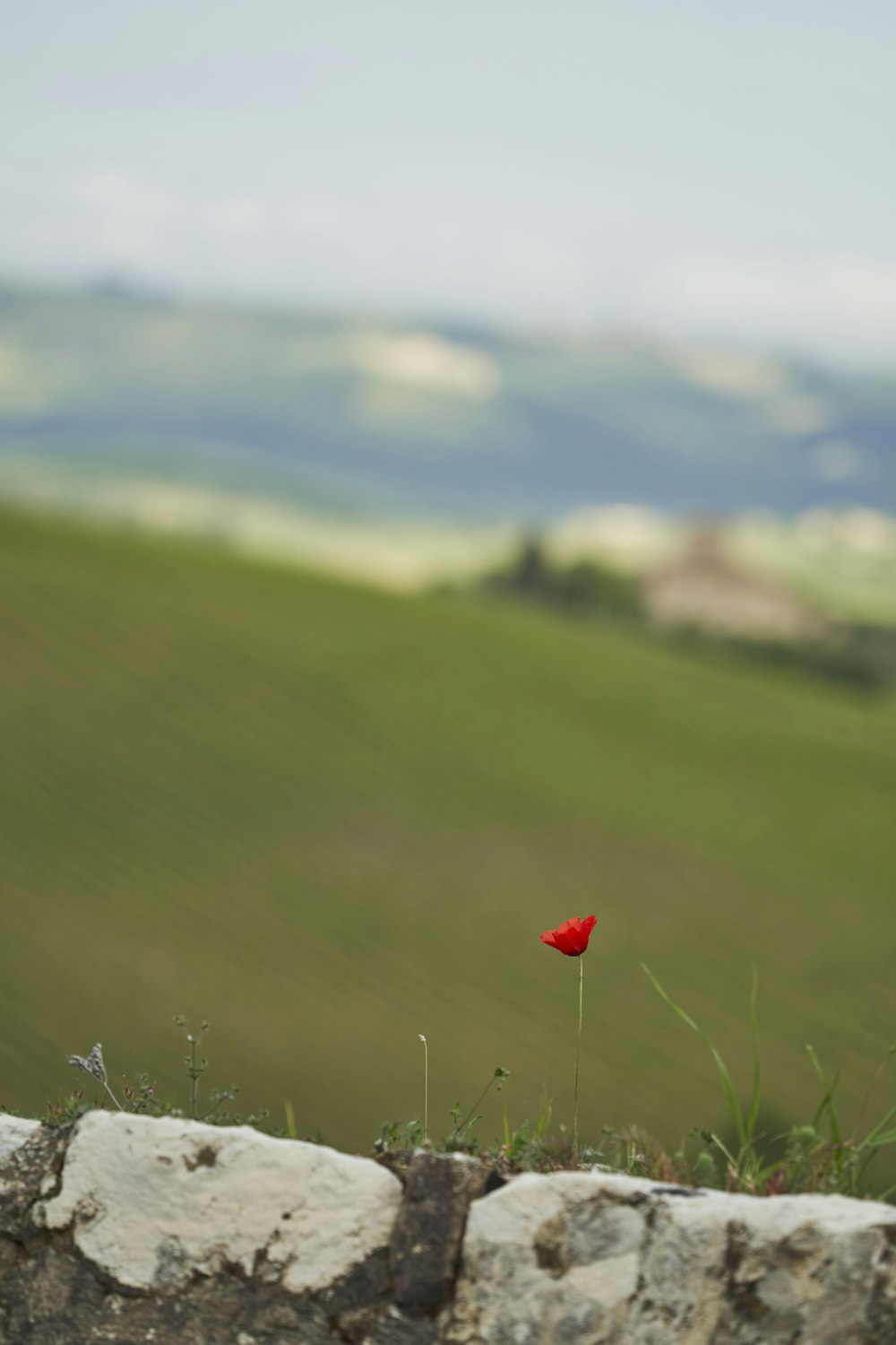 a lone red flower sitting on top of a stone wall