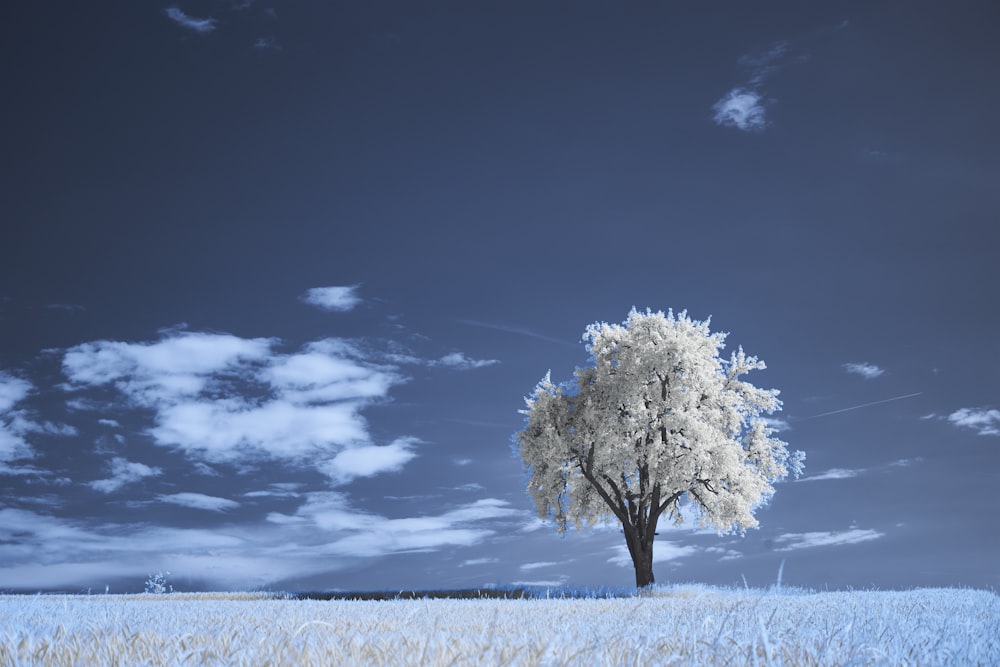 a lone tree stands in the middle of a field