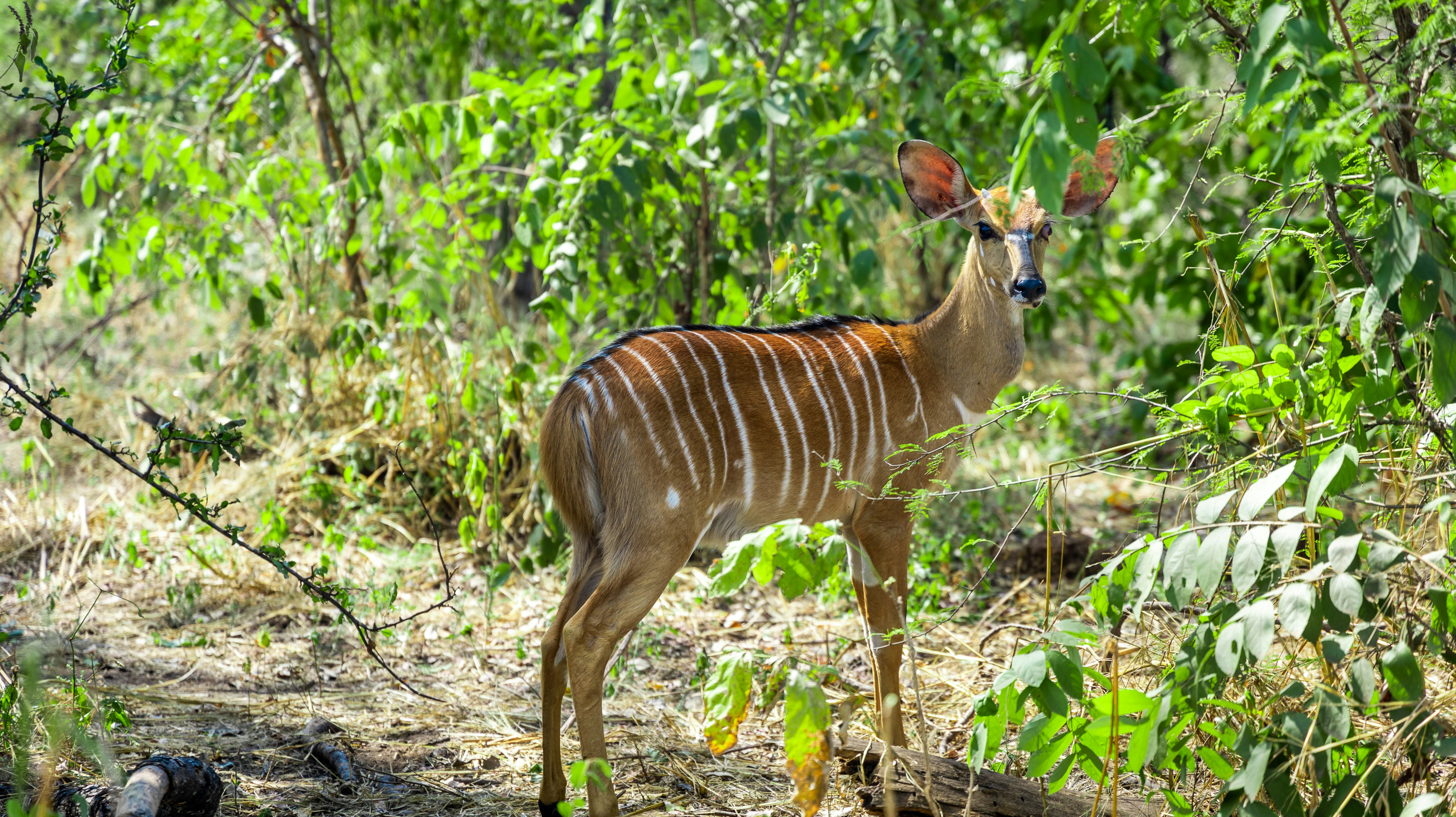 a deer standing in the middle of a forest