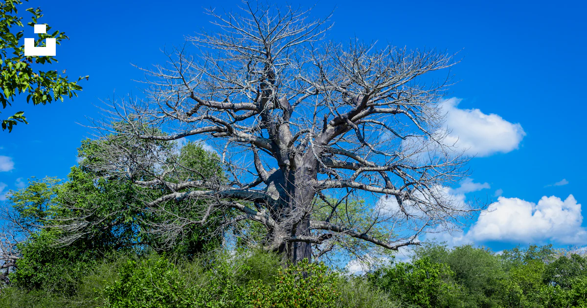 A large dead tree in the middle of a forest photo – Free Big tree Image ...