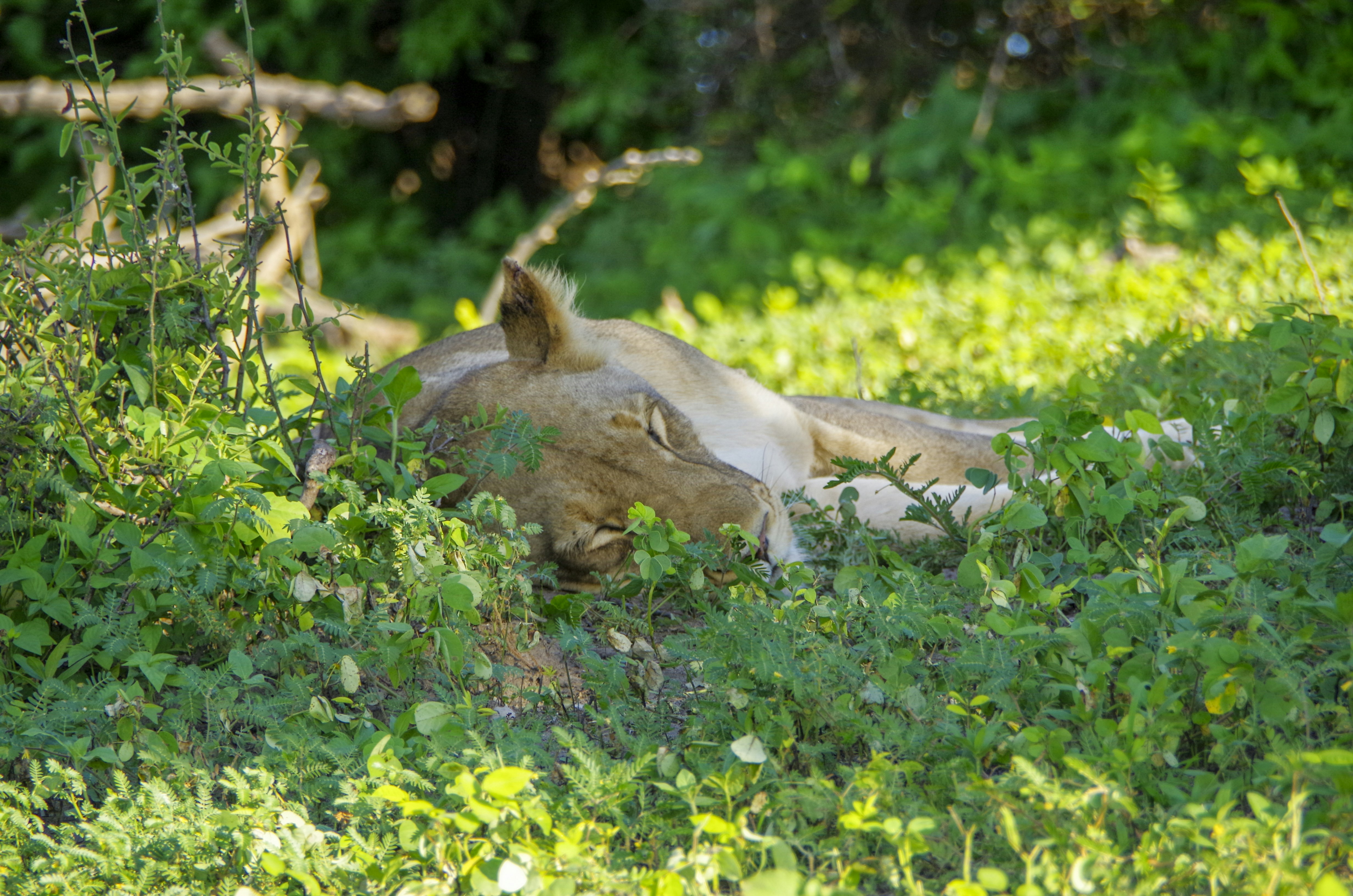 un lion couché dans l’herbe