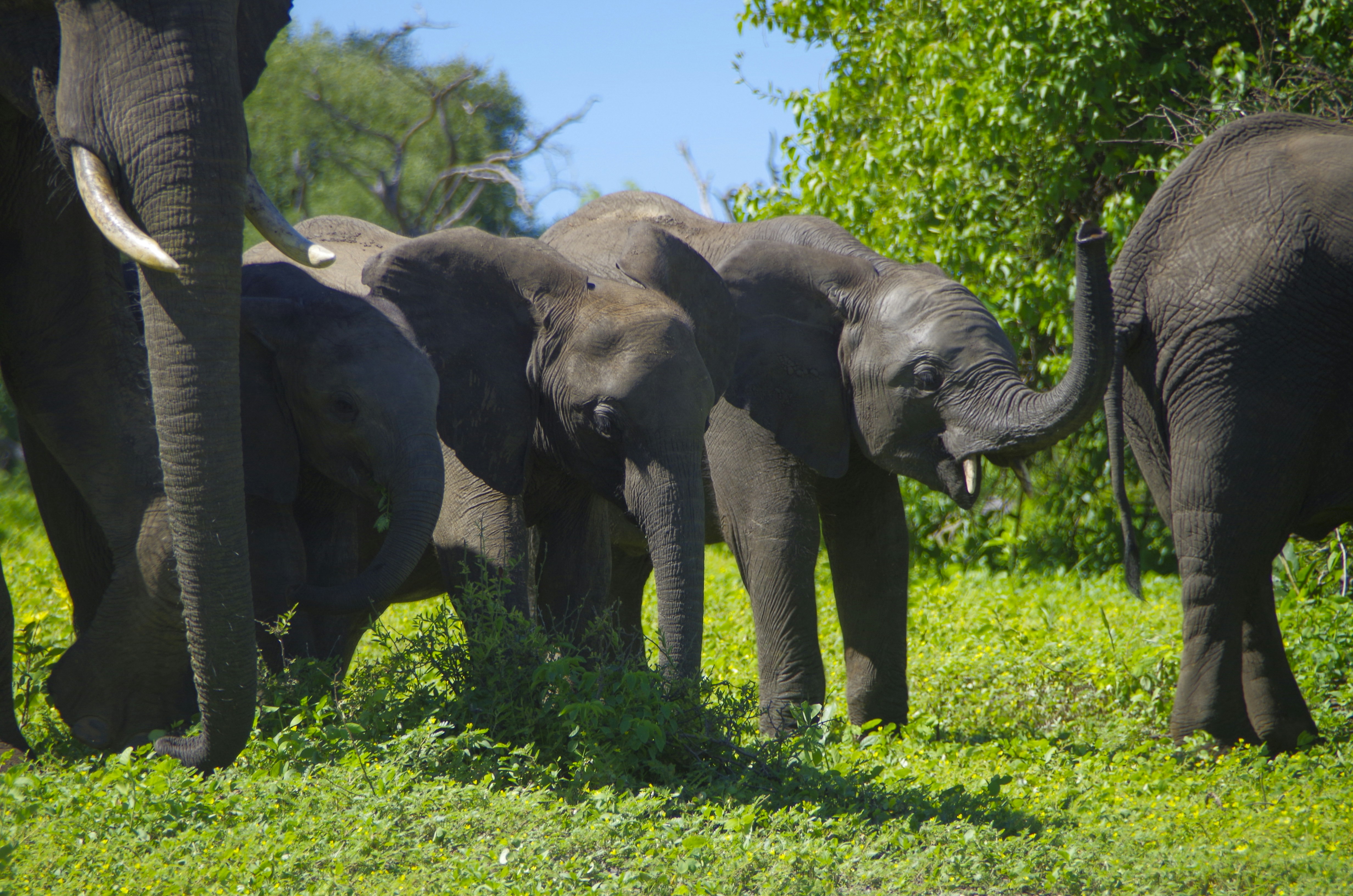 a herd of elephants standing on top of a lush green field