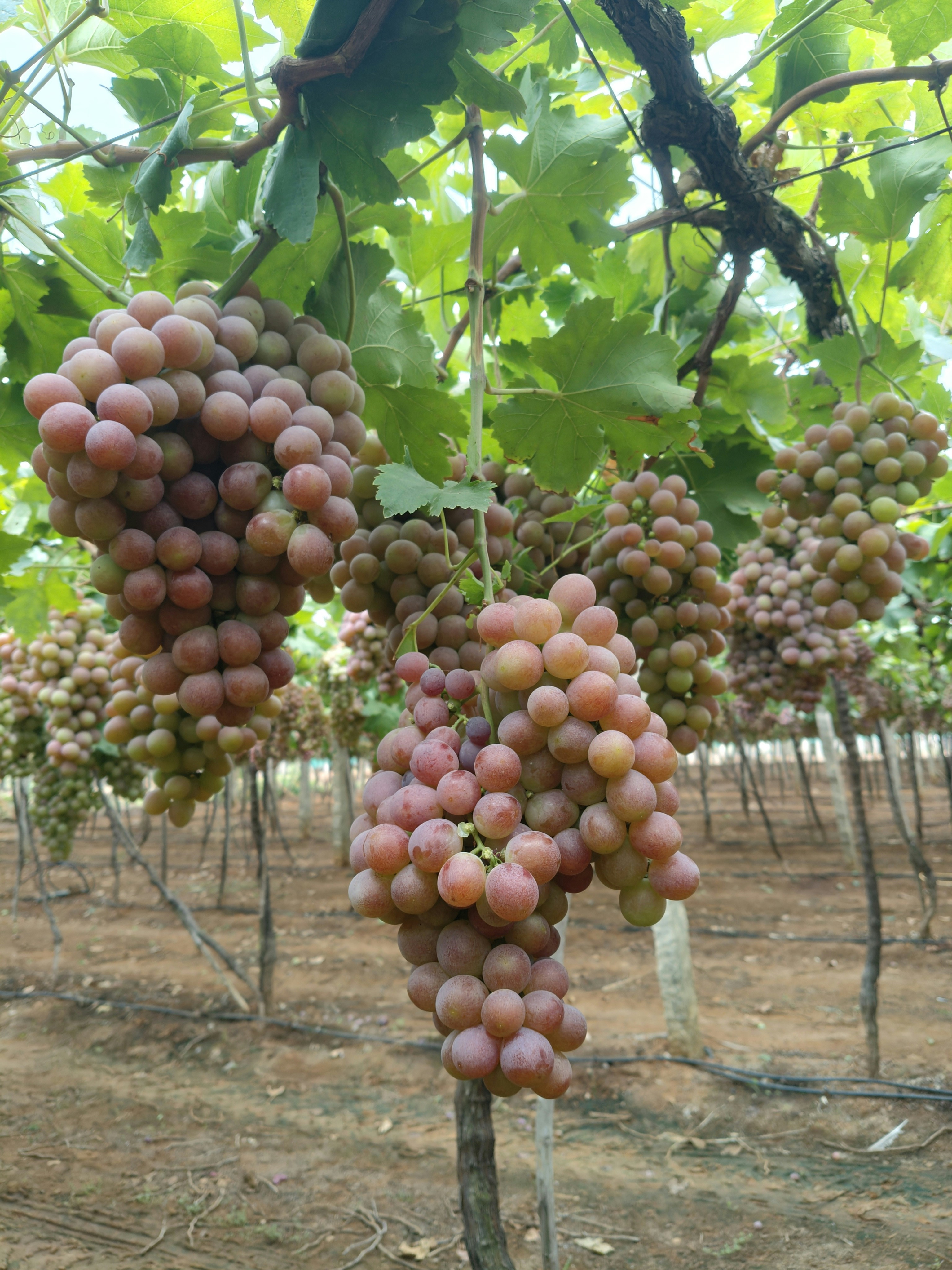 Fresh green seedless grapes bunch on vine, premium export quality grapes with natural bloom