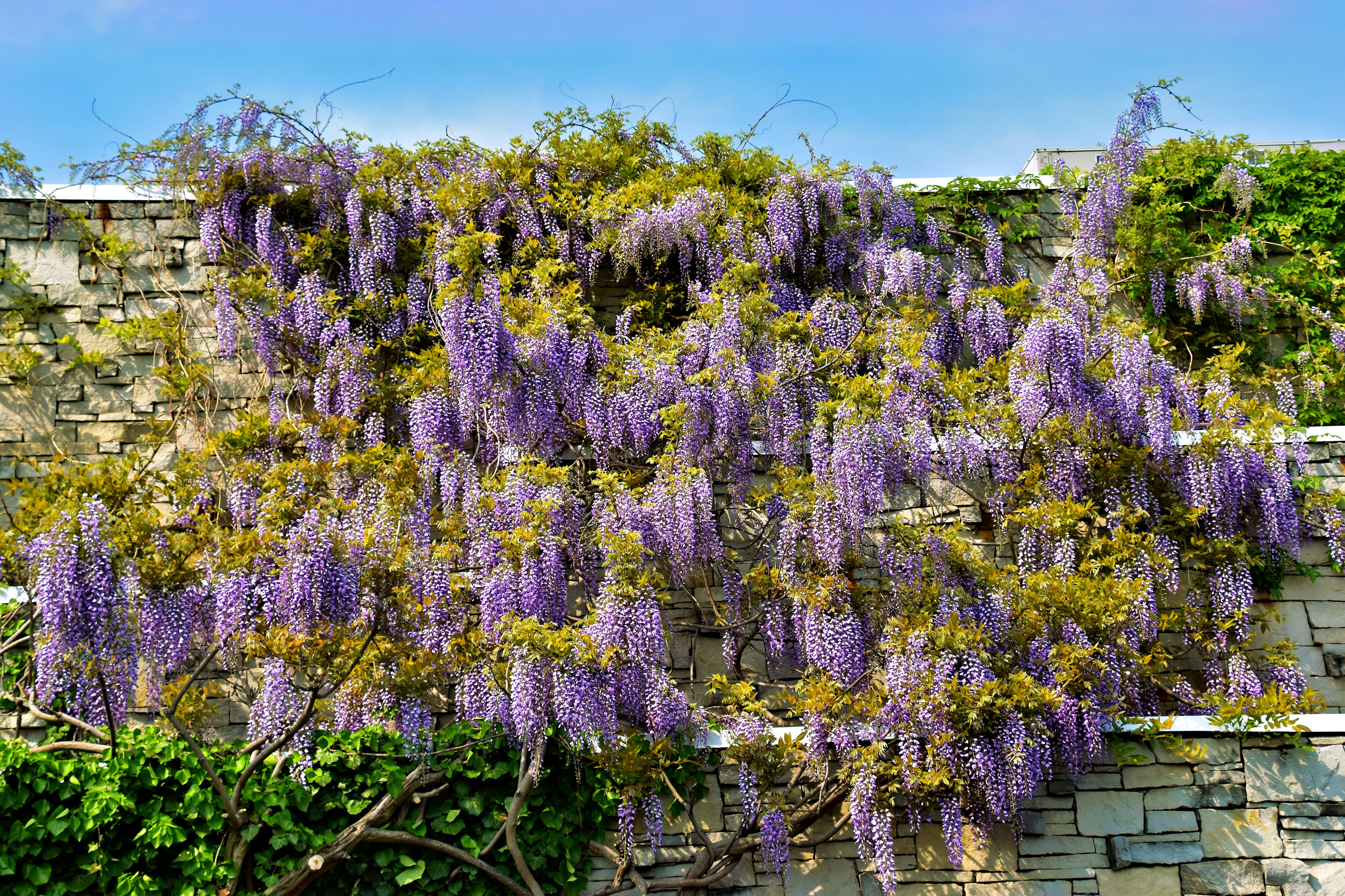 As glicínias roxas florescem abundantemente em uma treliça. foto – Imagem  grátis sobre Flor na Unsplash, image size:3000x2000