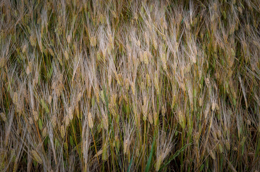 a bunch of grass that is in the grass