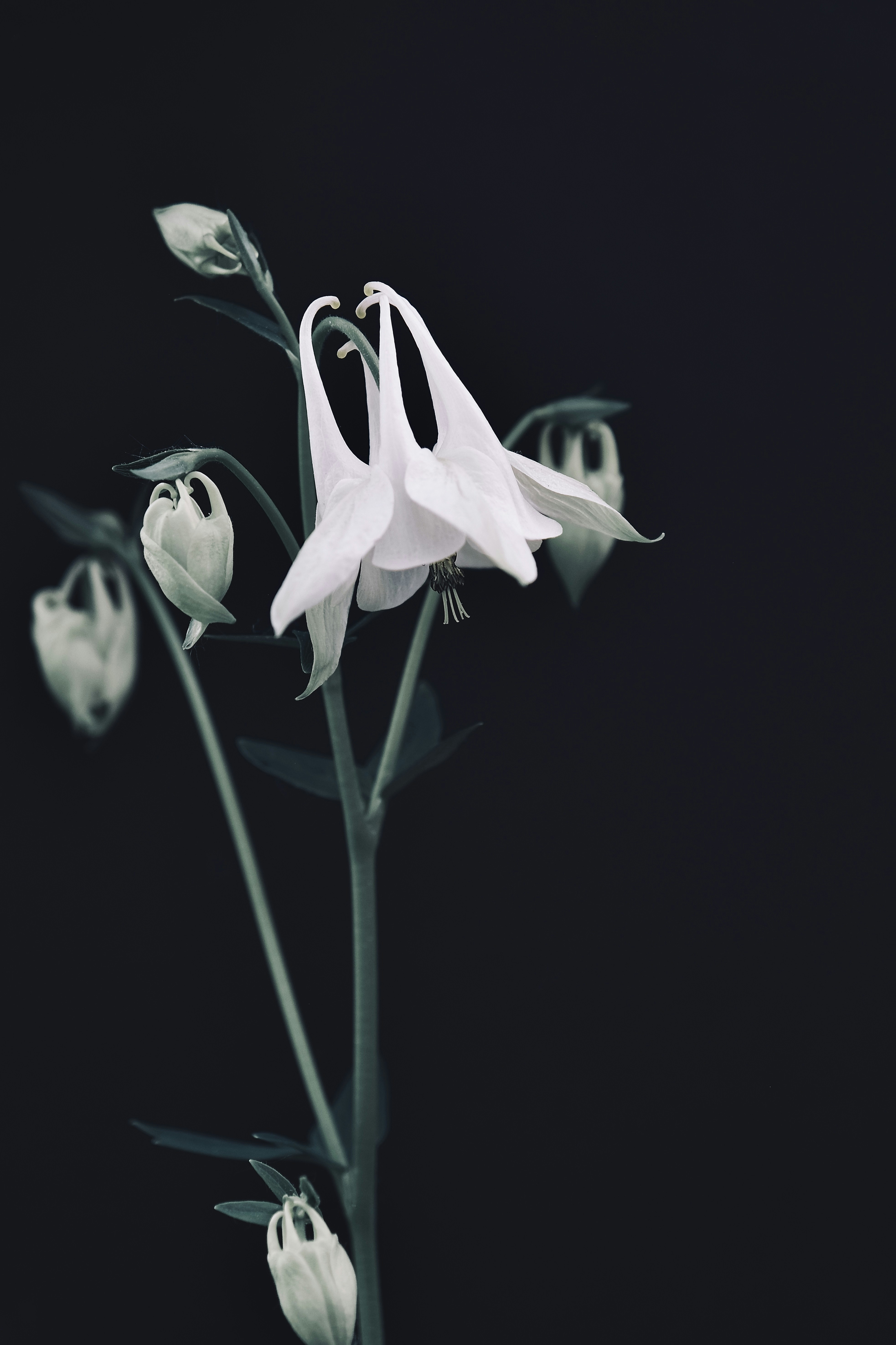 a close up of a flower with a black background