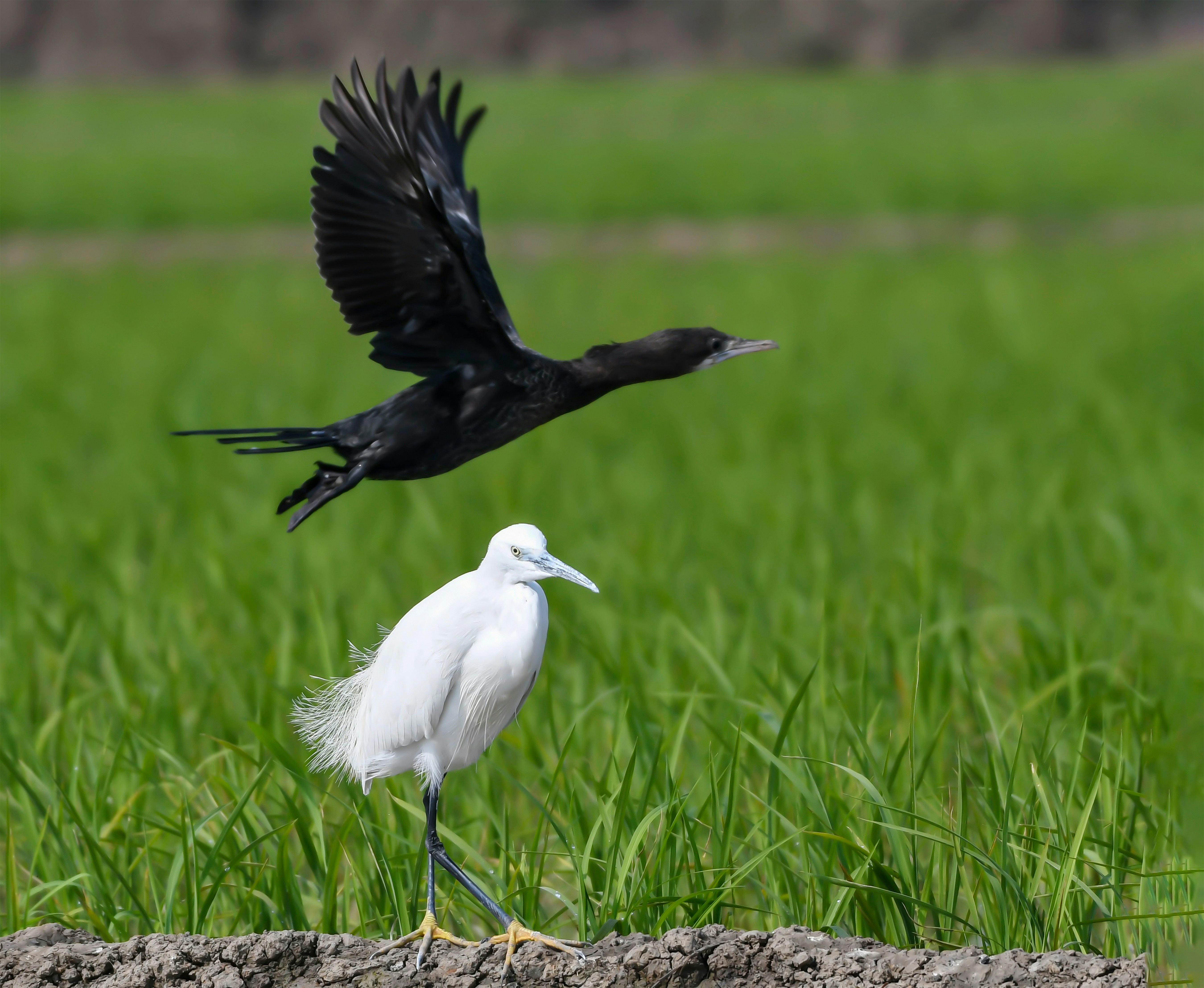 a couple of birds that are standing in the grass