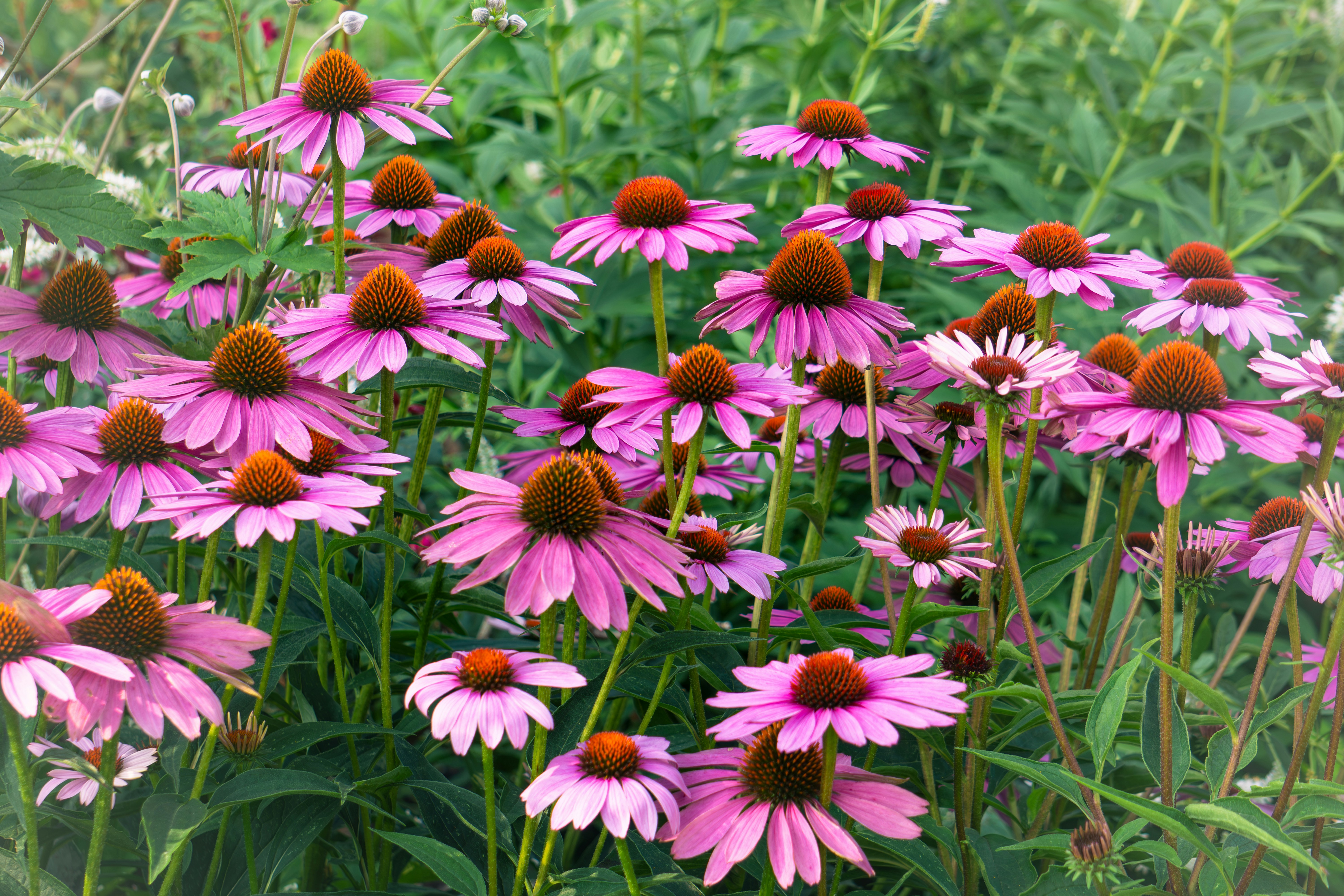 a bunch of pink flowers in a field