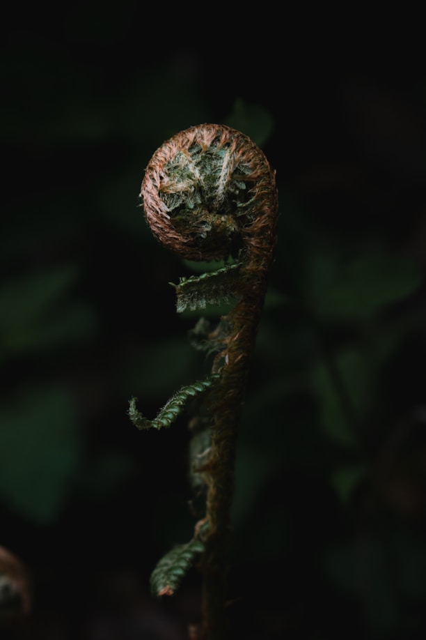 a close up of a plant in the dark