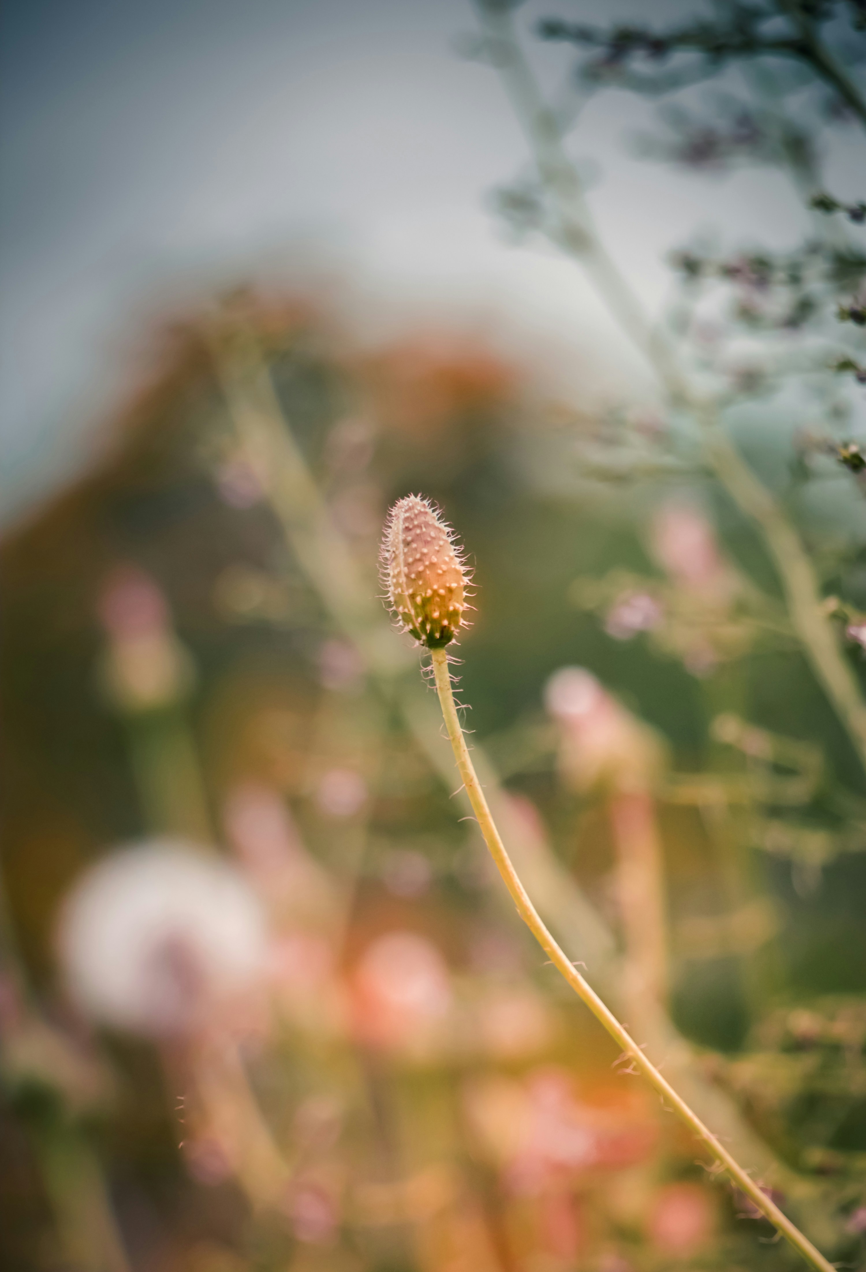 a close up of a flower in a field