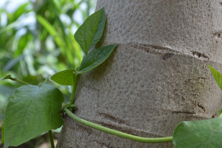 a plant growing on a tree trunk in a forest